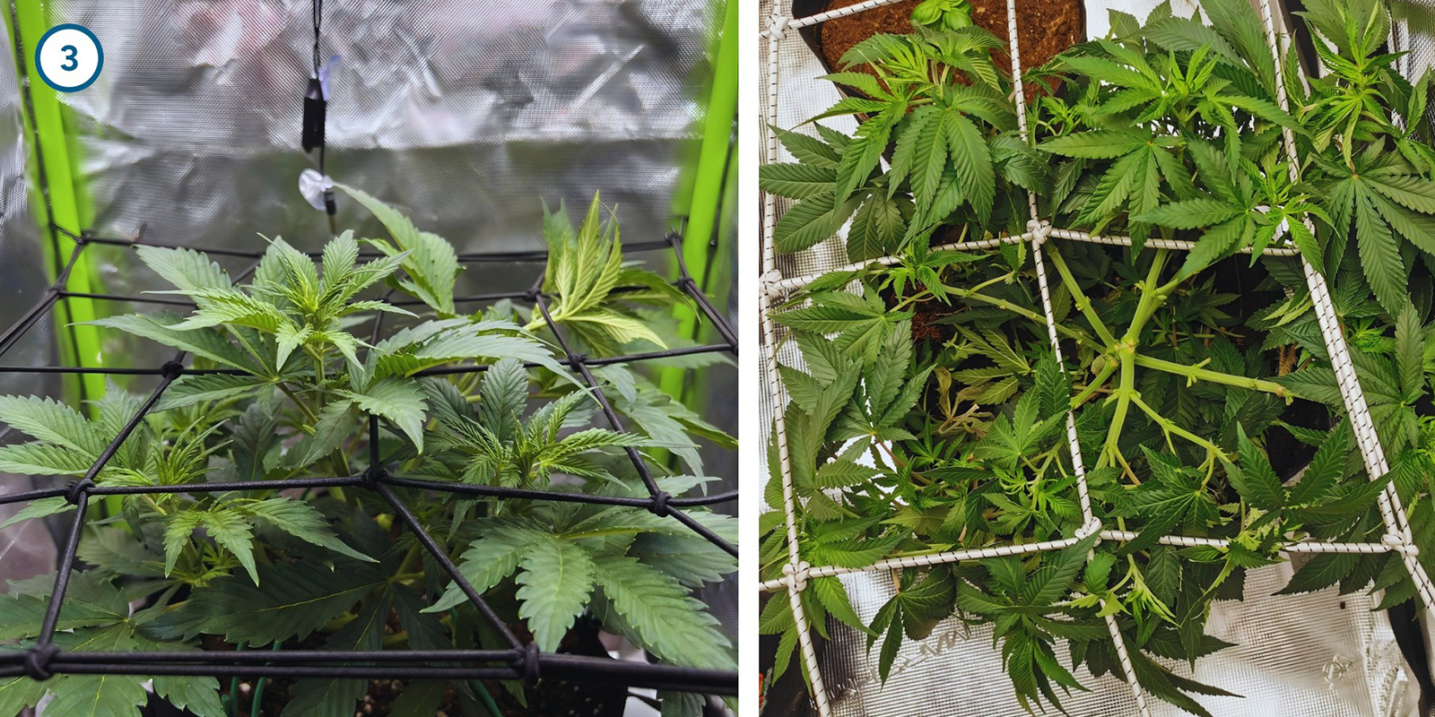 ScrOG passo dopo passo: installare la rete ScrOG passo dopo passo: installare la rete