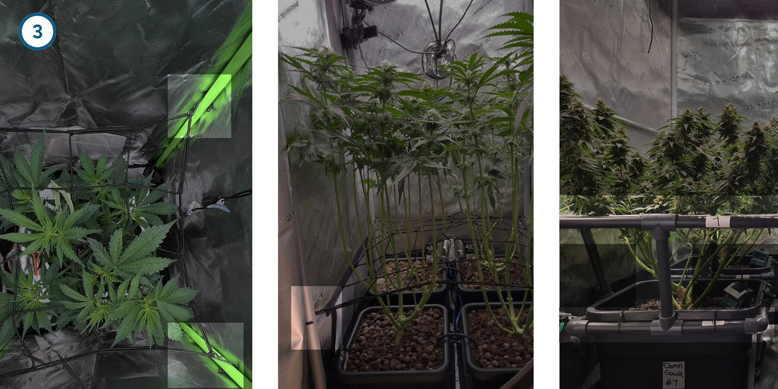 ScrOG passo dopo passo: installare la rete ScrOG passo dopo passo: installare la rete