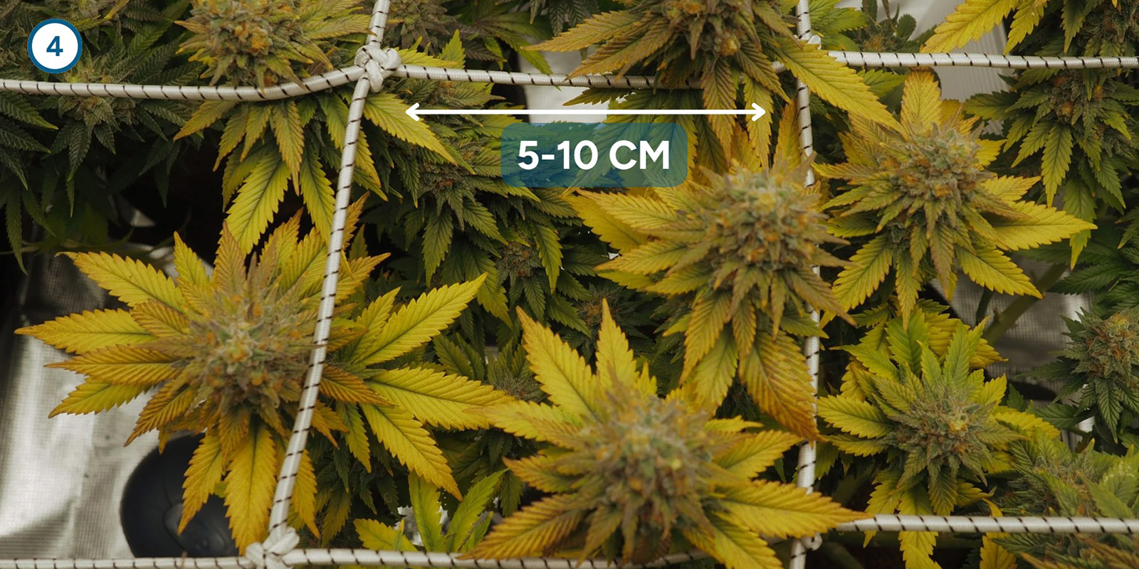 ScrOG passo dopo passo: installare la rete ScrOG passo dopo passo: installare la rete