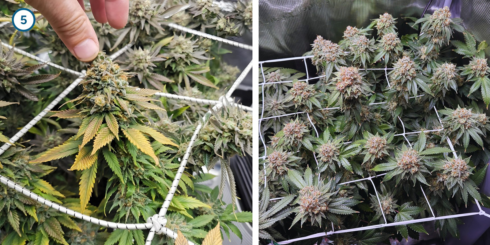 ScrOG passo dopo passo: installare la rete ScrOG passo dopo passo: installare la rete