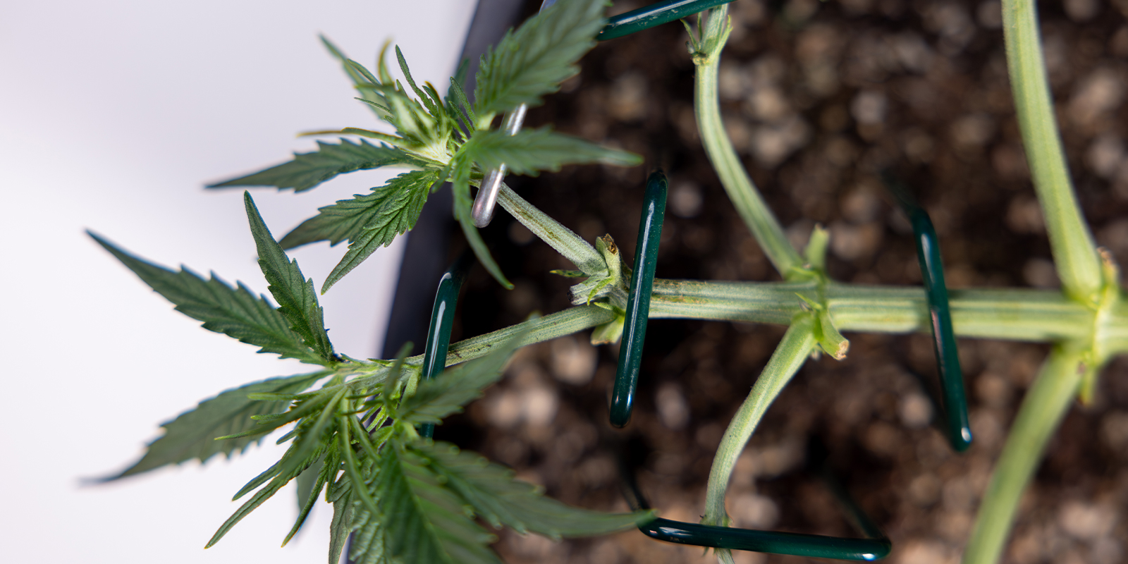 Passaggio 4: Lega i nuovi rami principali