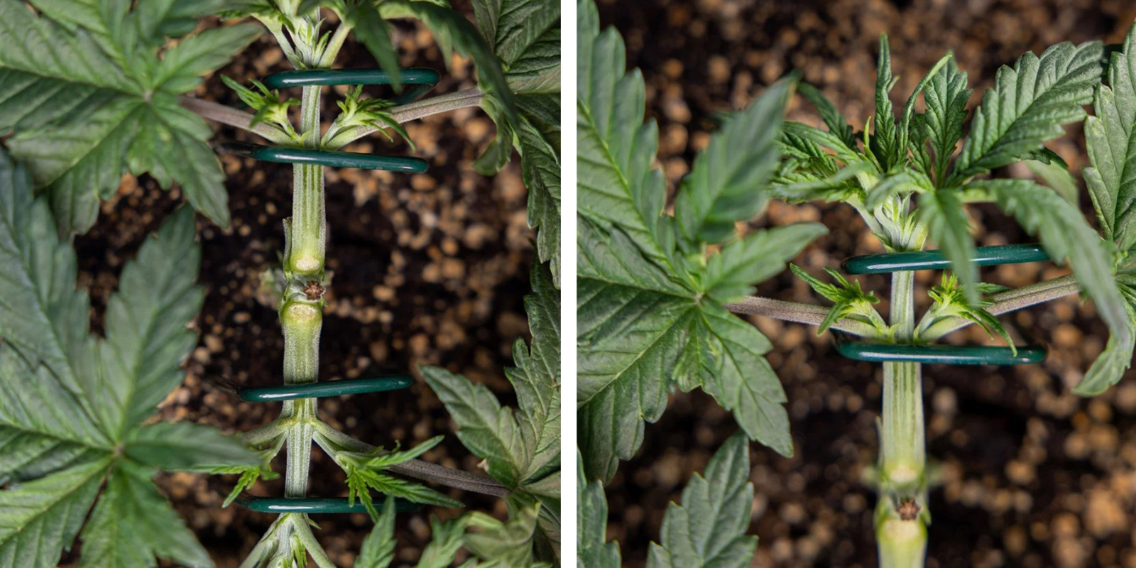 Passaggio 4: Lega i nuovi rami principali