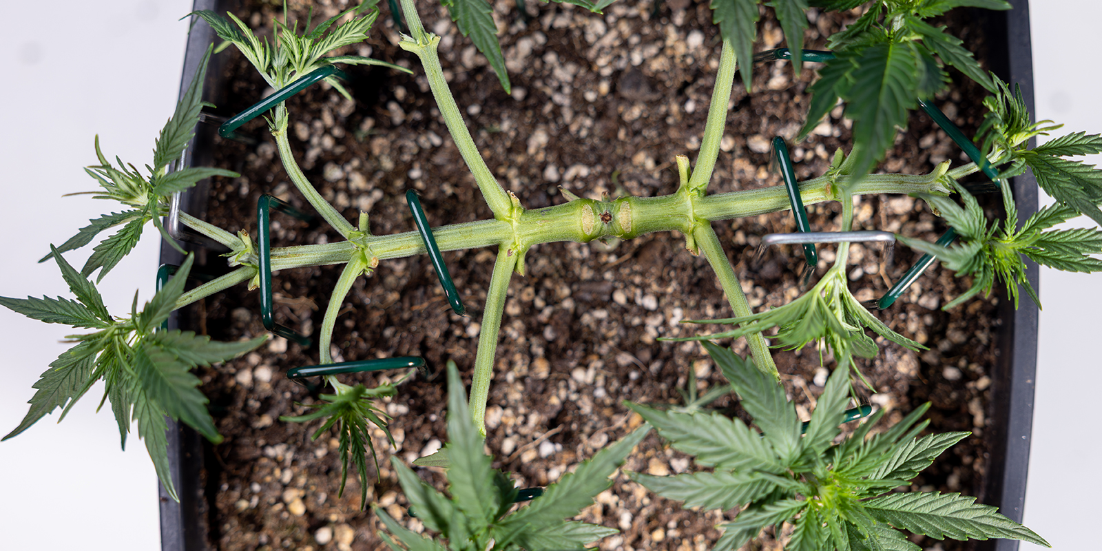 Passaggio 4: Lega i nuovi rami principali