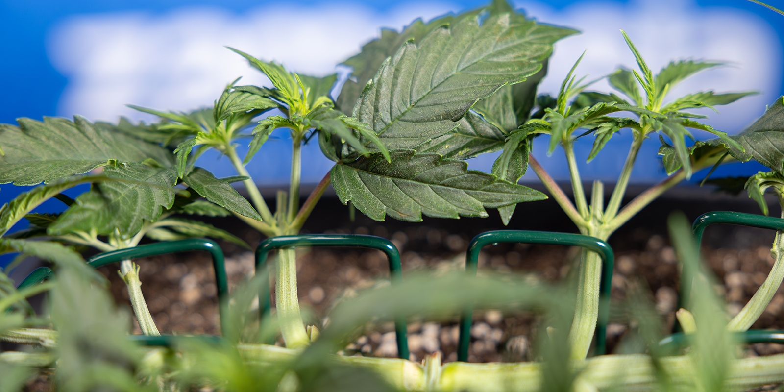 Passaggio 5: Ripeti il topping per ottenere 8 cime