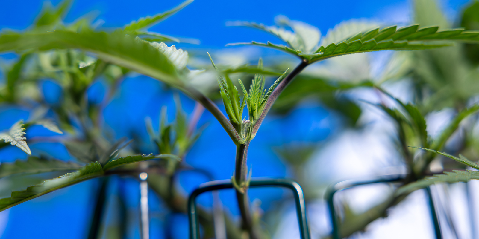 Passaggio 5: Ripeti il topping per ottenere 8 cime