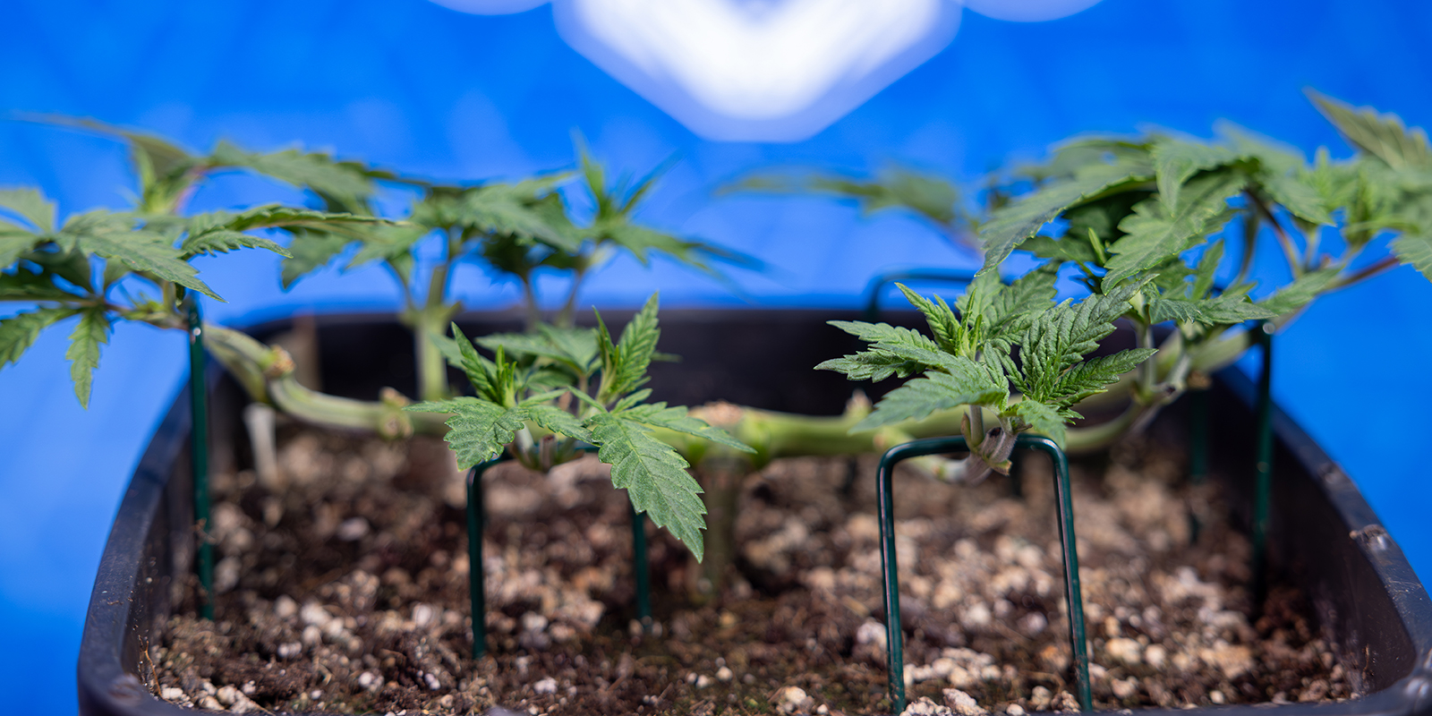 Passaggio 5: Ripeti il topping per ottenere 8 cime