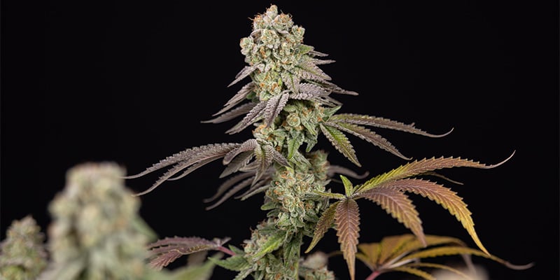 LA Kush Cake cima