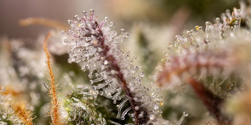 LA Kush Cake tricomi