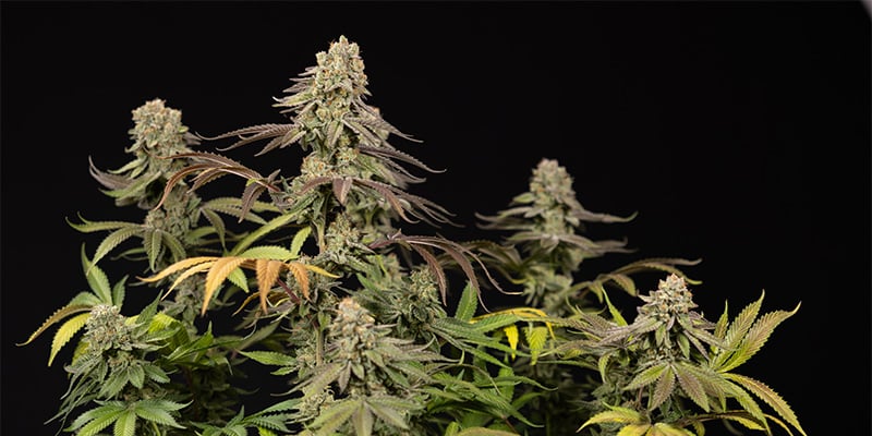LA Kush Cake pianta