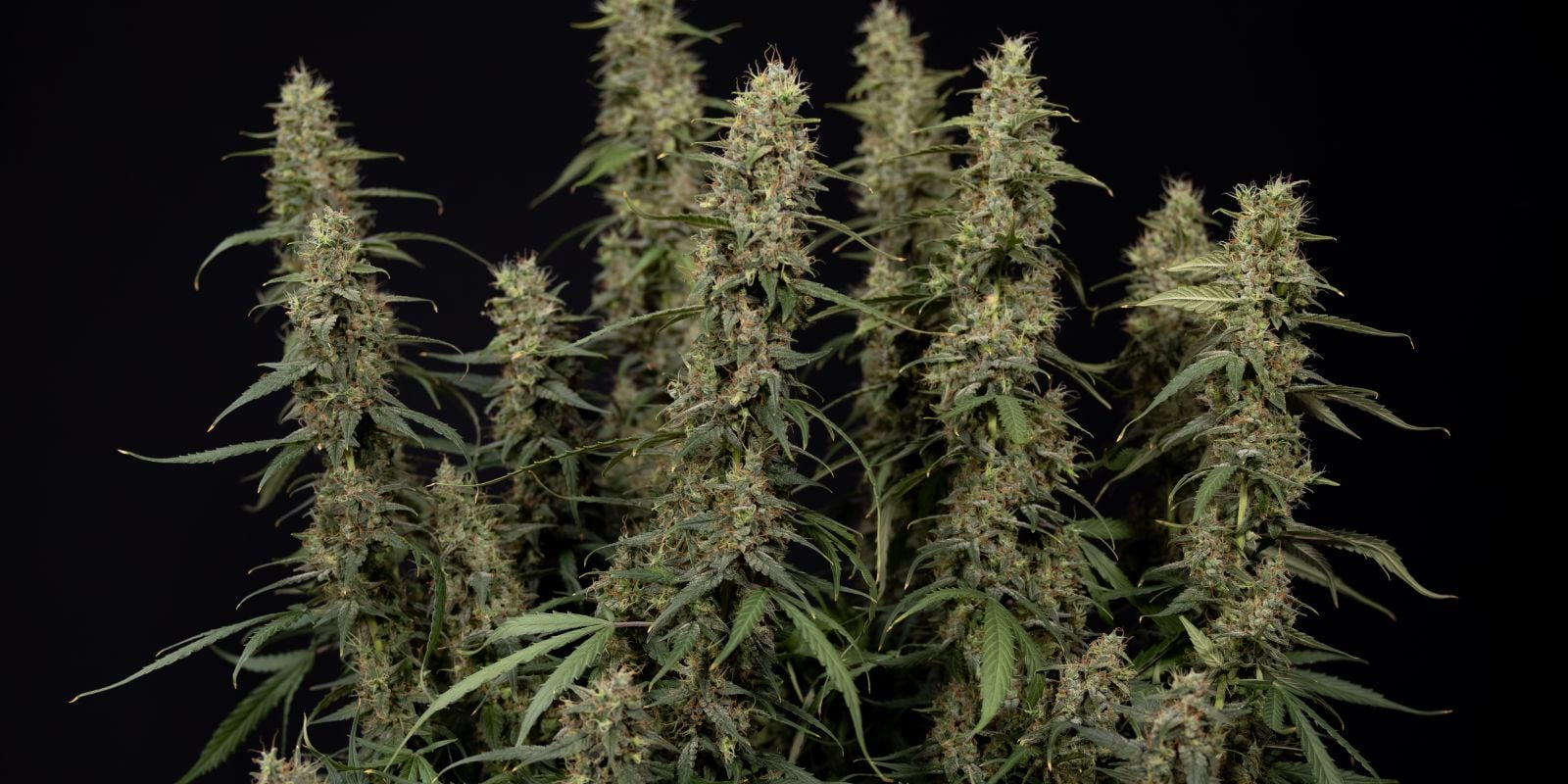 King Louis Auto cima
