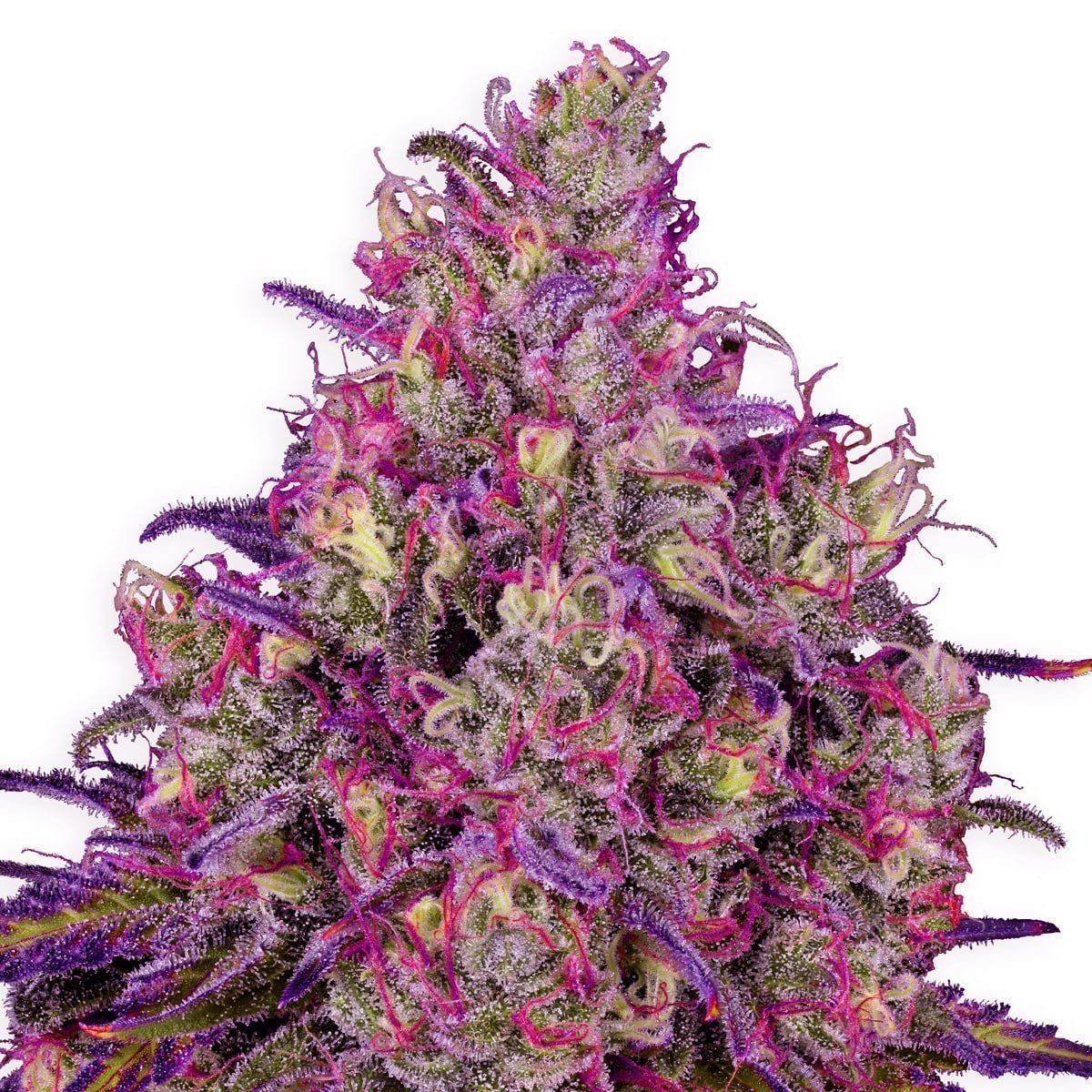 semi di cannabis
