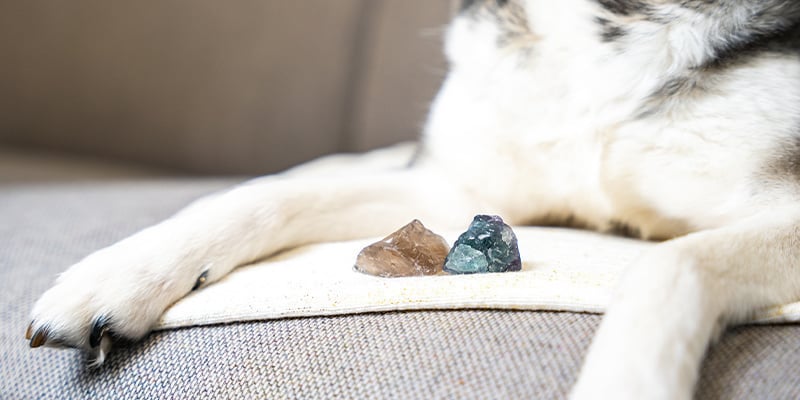 Cristalli ed animali domestici: Scoprite le potenzialità di pietre e gemme