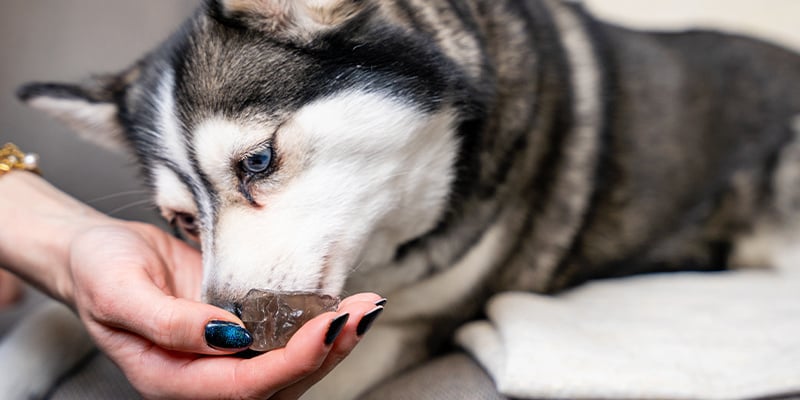 Gemme e pietre per gli amici animali