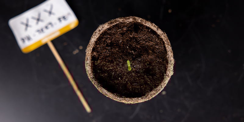 Stadio iniziale: Plantula Stadio iniziale: Plantula