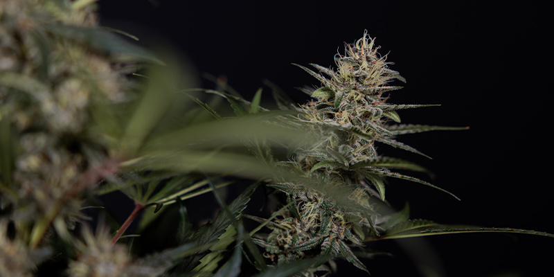 Fase di fioritura (dalla 5ª alla 10ª settimana) Fase di fioritura (dalla 5ª alla 10ª settimana)