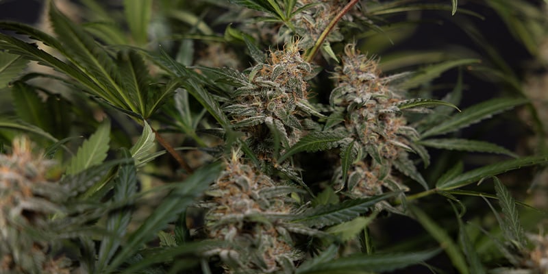 Anche il substrato è importante: Alla scoperta dei substrati biologici Anche il substrato è importante: Alla scoperta dei substrati biologici