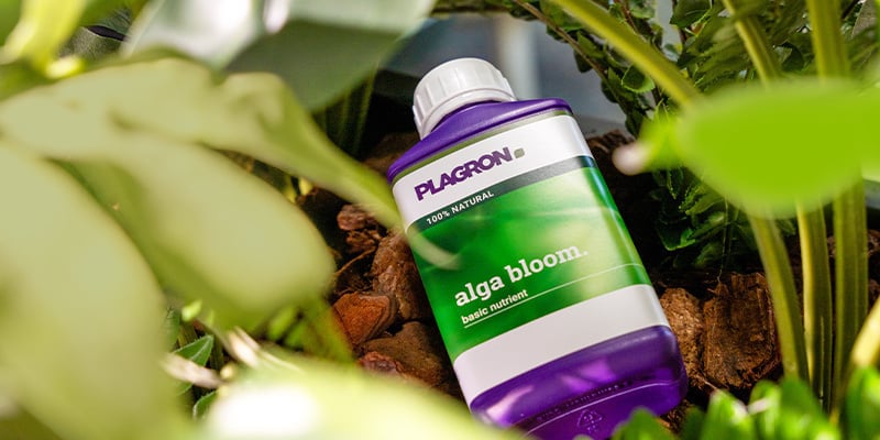 In conclusione: Creare un programma nutrizionale biologico ideale In conclusione: Creare un programma nutrizionale biologico ideale