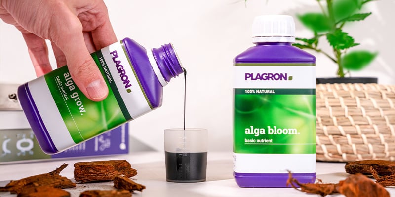 Fase vegetativa (dalla 2ª alla 5ª settimana) Fase vegetativa (dalla 2ª alla 5ª settimana)