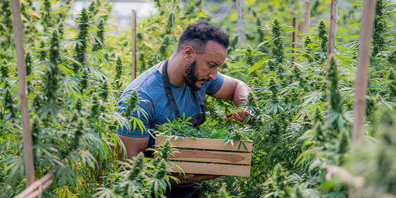 Perché l'approccio biologico è importante nella coltivazione della cannabis Perché l'approccio biologico è importante nella coltivazione della cannabis