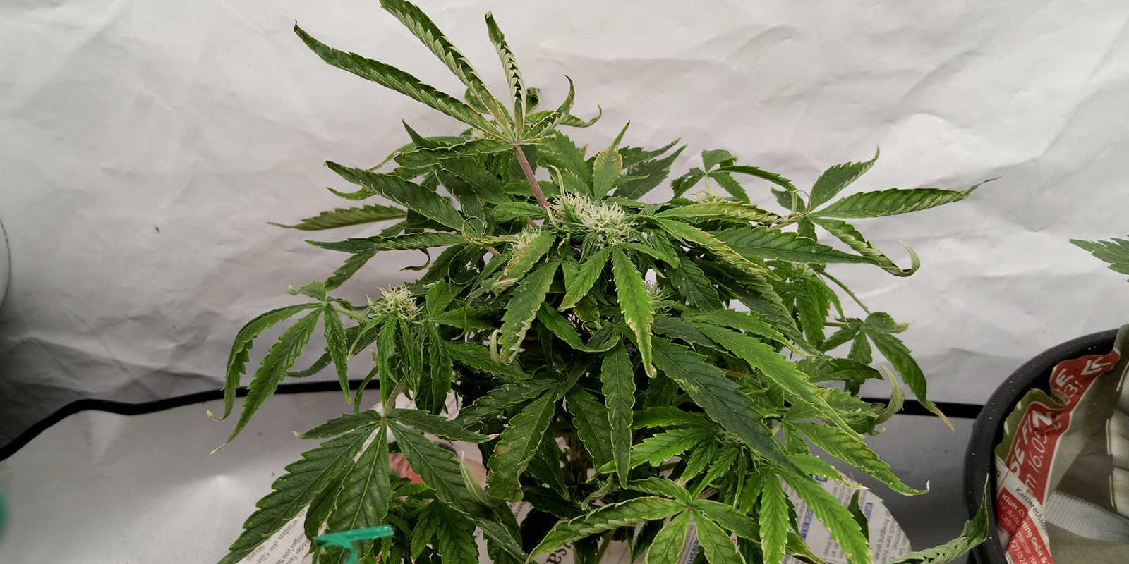 2. Osserva l’intera pianta