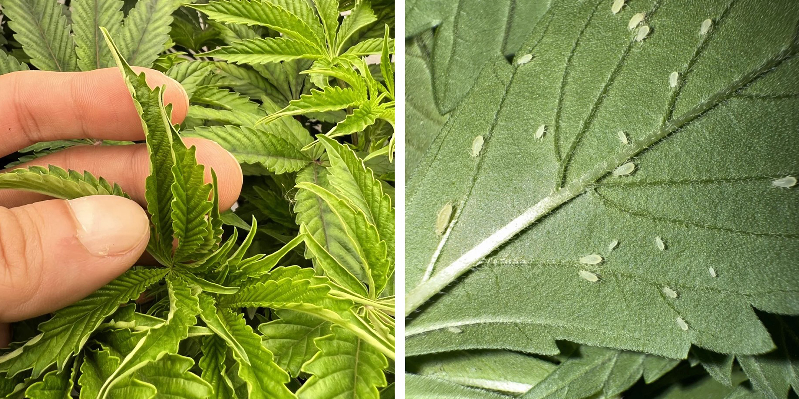 Stress ambientale o parassiti