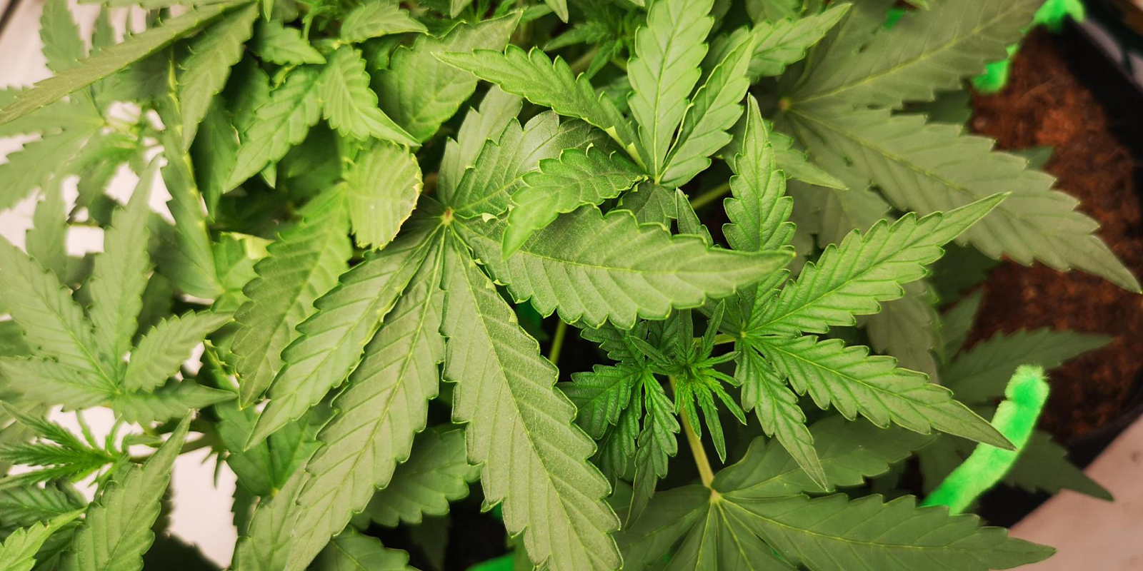 Foglie arricciate verso l’alto? È ora di raddrizzare la situazione