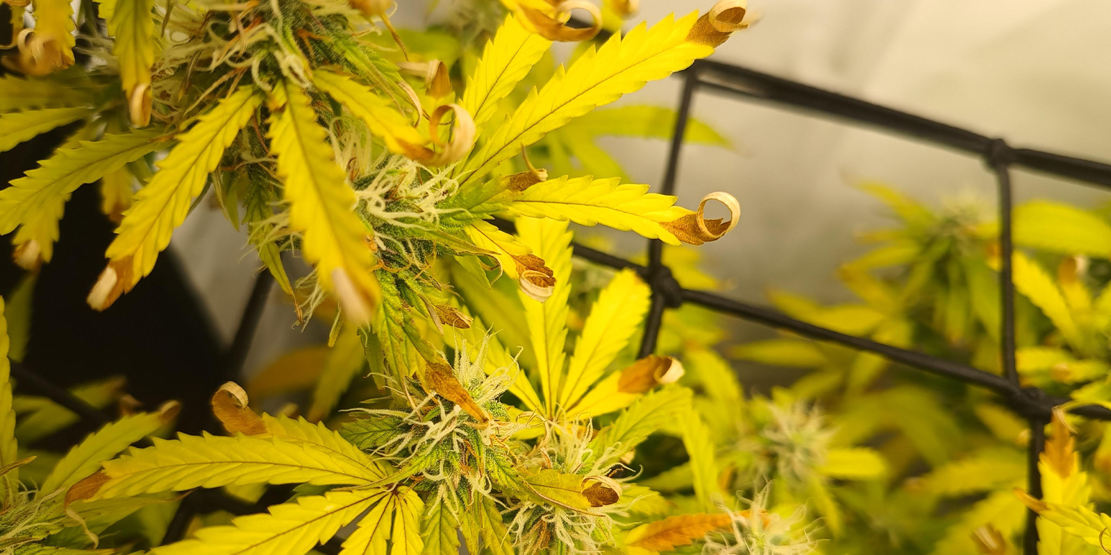 Stress da luce / bruciatura da calore