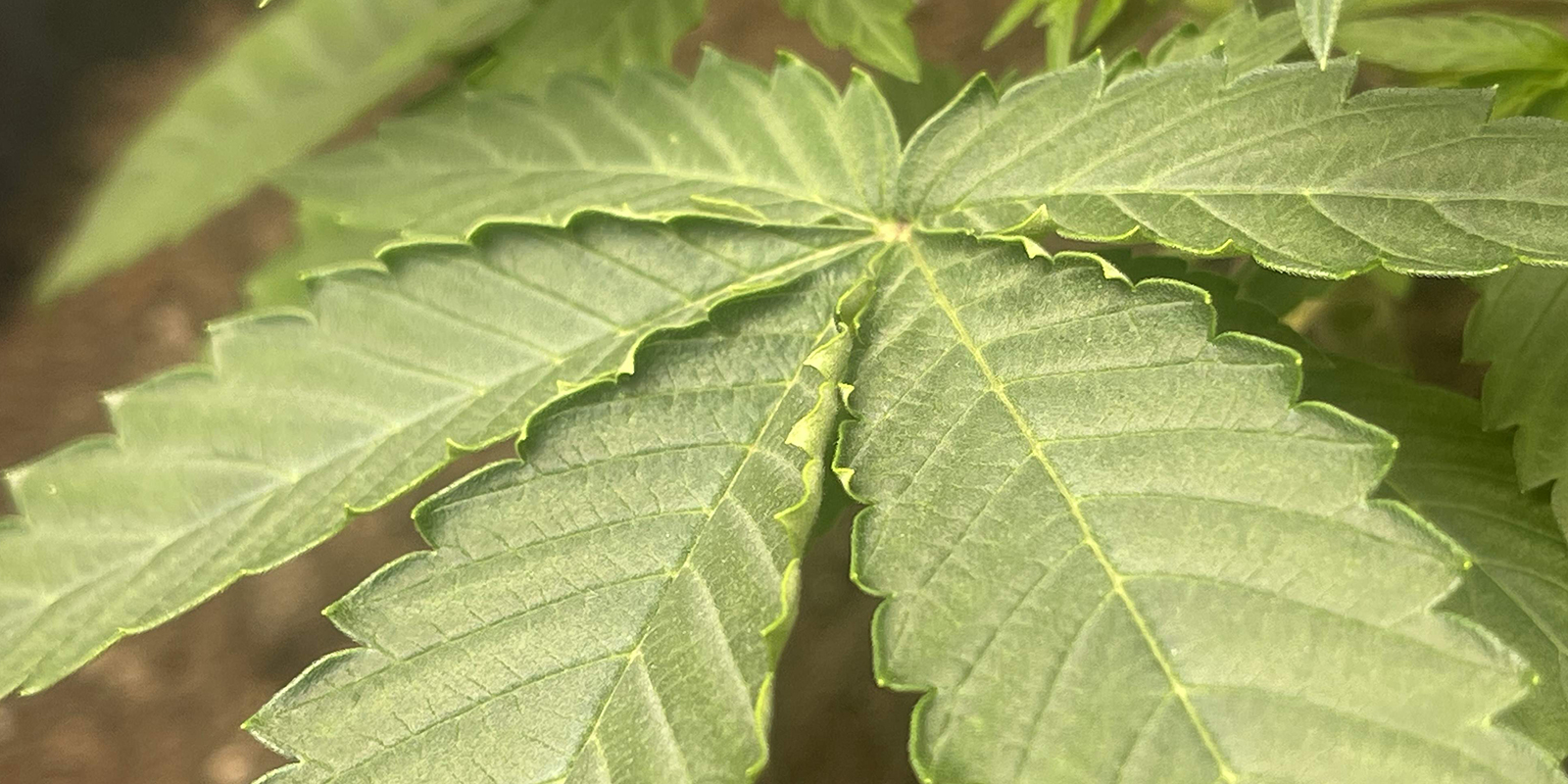 Umidità bassa o VPD elevato