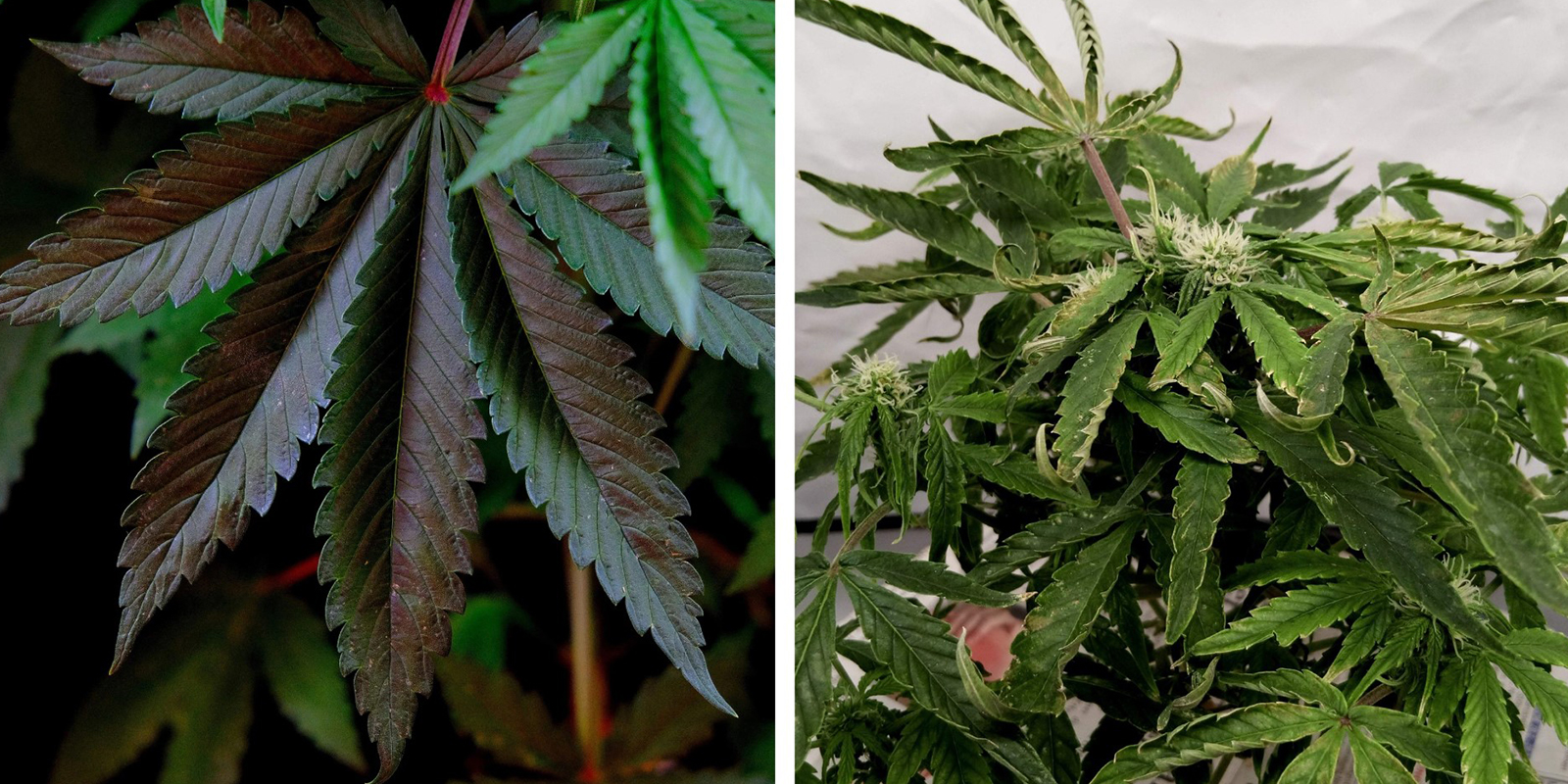 Squilibri nutritivi (NPK / pH)