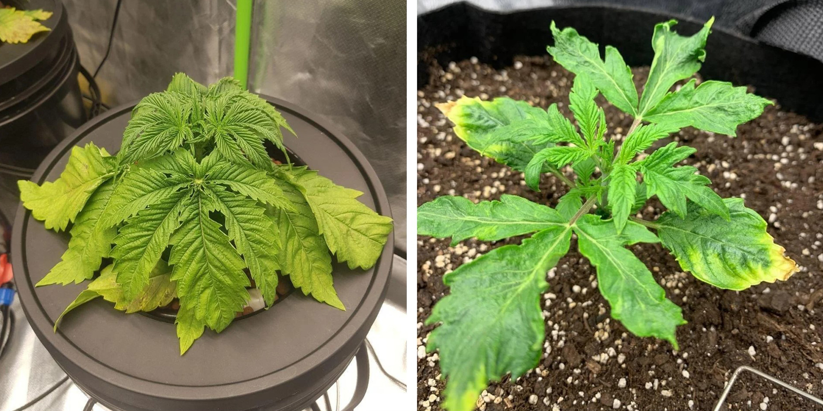 Eccesso d’acqua e stress radicale