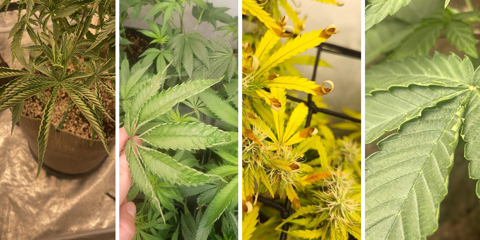 Sintomi visivi da individuare