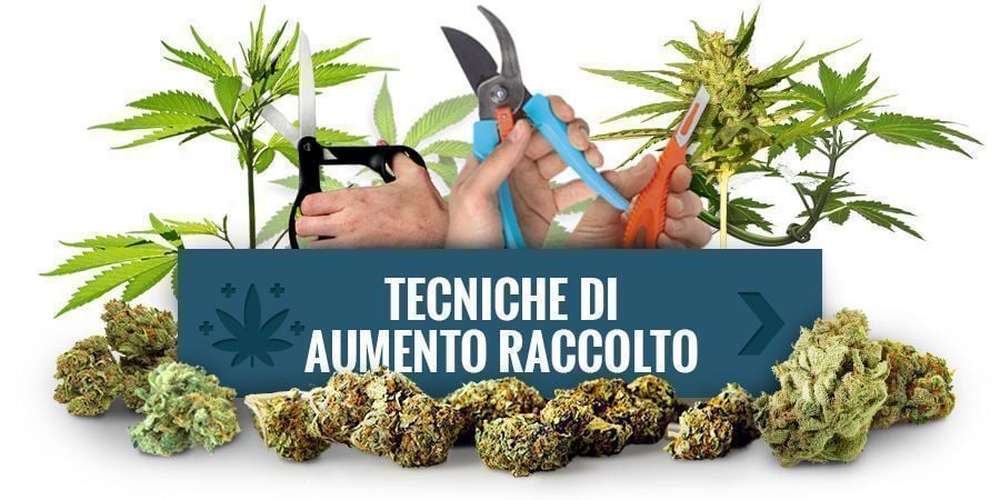 Applicate Delle Tecniche Di Training Per Ottenere Rese Maggiori