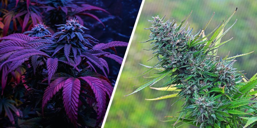 Ganja Indoor Vs Ganja Outdoor — Quale delle Due Offre una Qualità Superiore?