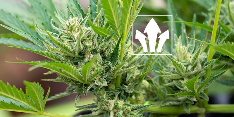 Quali vantaggi offrono gli acidi umici e gli acidi fulvici alle piante di cannabis?