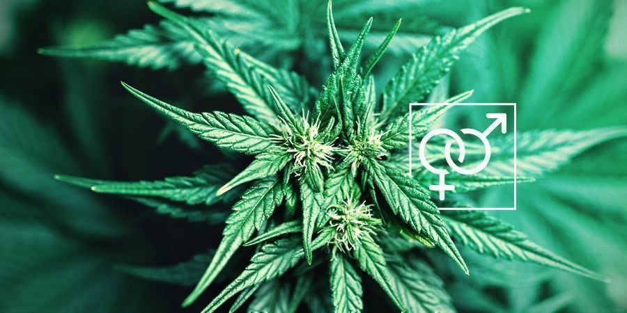 Sesso delle Piante Cannabis