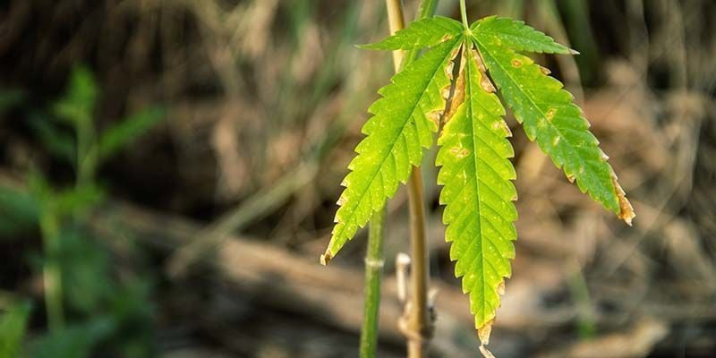 Sintomi di Blocco dei Nutrienti nella Cannabis