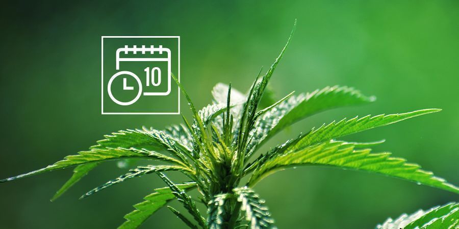 CANNABIS RUDERALIS FUNZIONALE