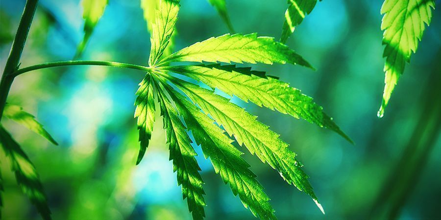 COSA RENDE LA CANNABIS RUDERALIS DIVERSA?