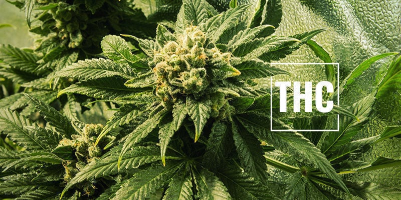 Una Quantità Maggiore di THC è Sempre Meglio?