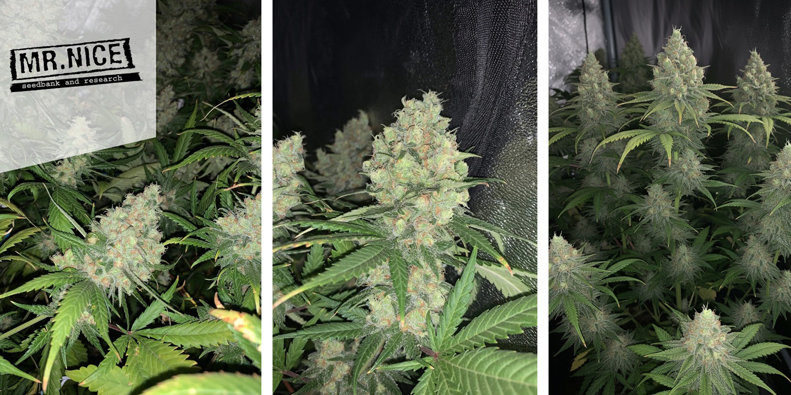 9. Critical Mass (Mr. Nice) regolare