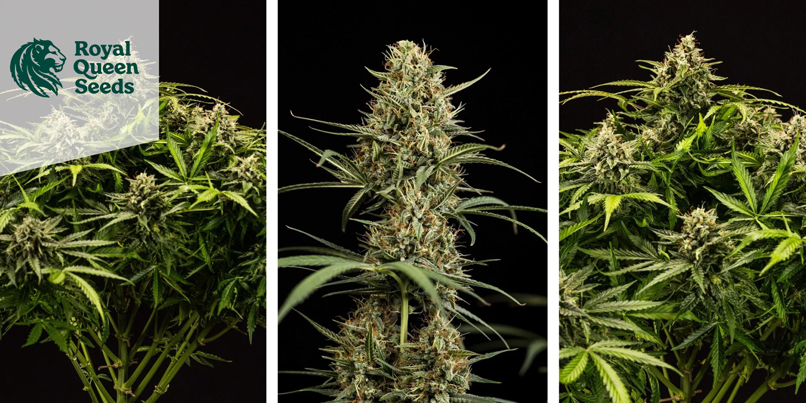 7. Dance World (Royal Queen Seeds) Femminizzata