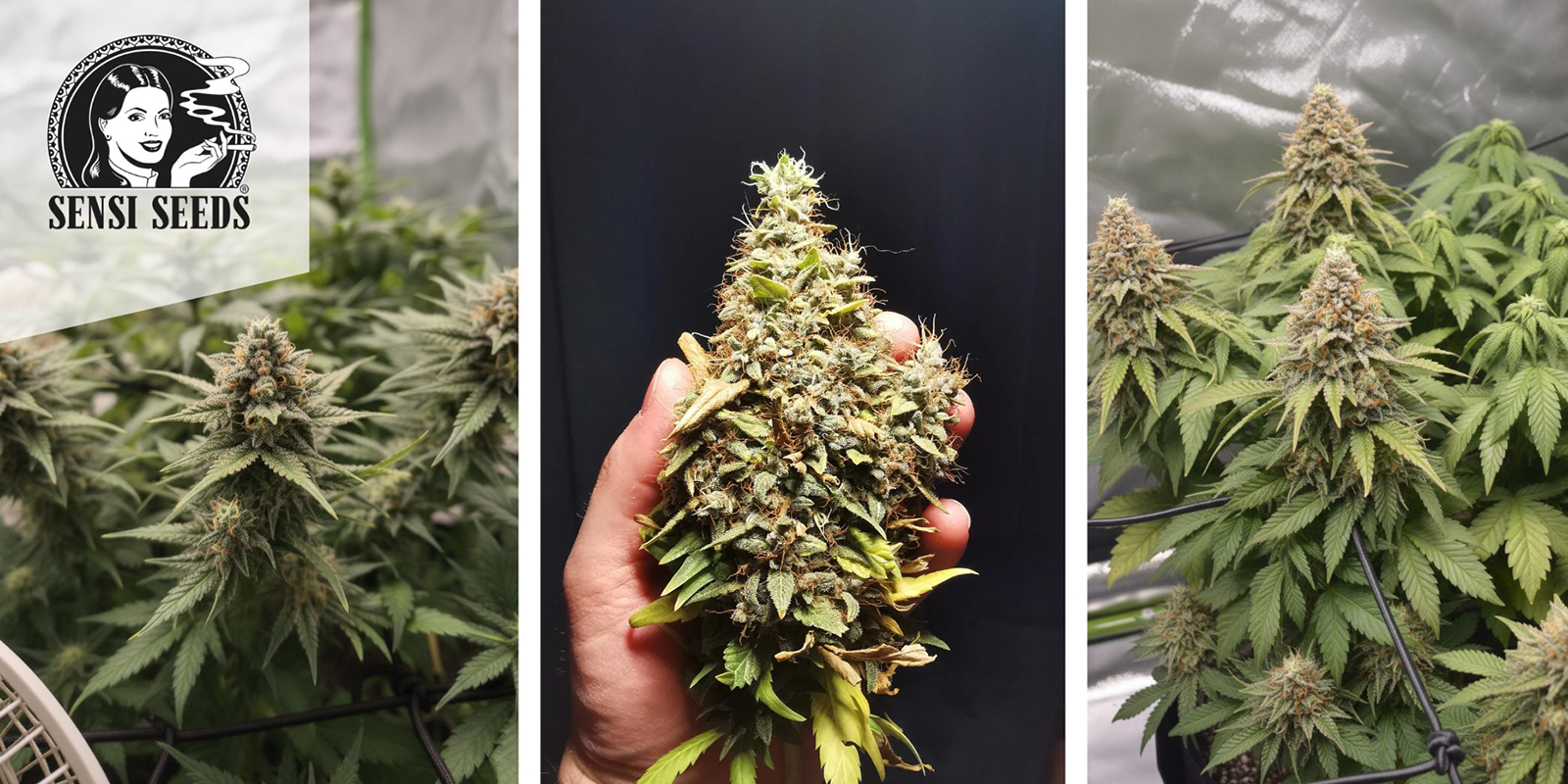 1. Hindu Kush (Sensi Seeds) Femminizzata