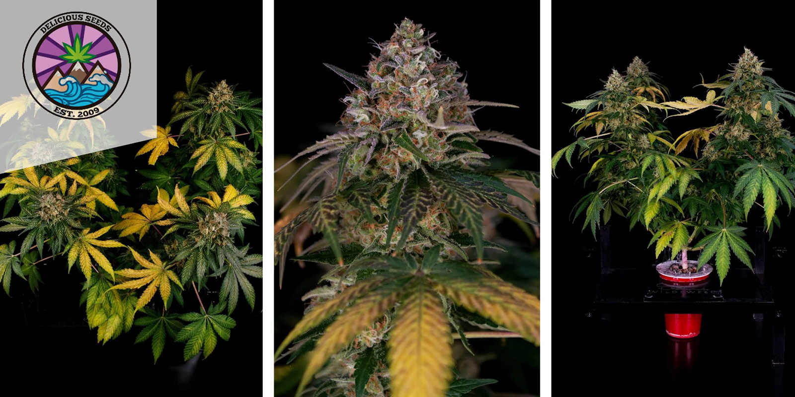 6. Honeybells (Delicious Seeds) Femminizzata