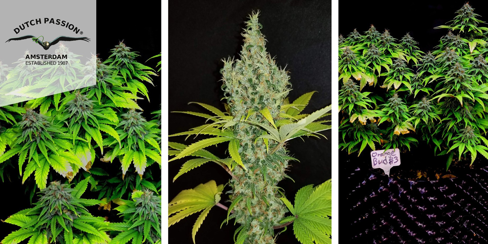 5. Orange Bud (Dutch Passion) femminizzata