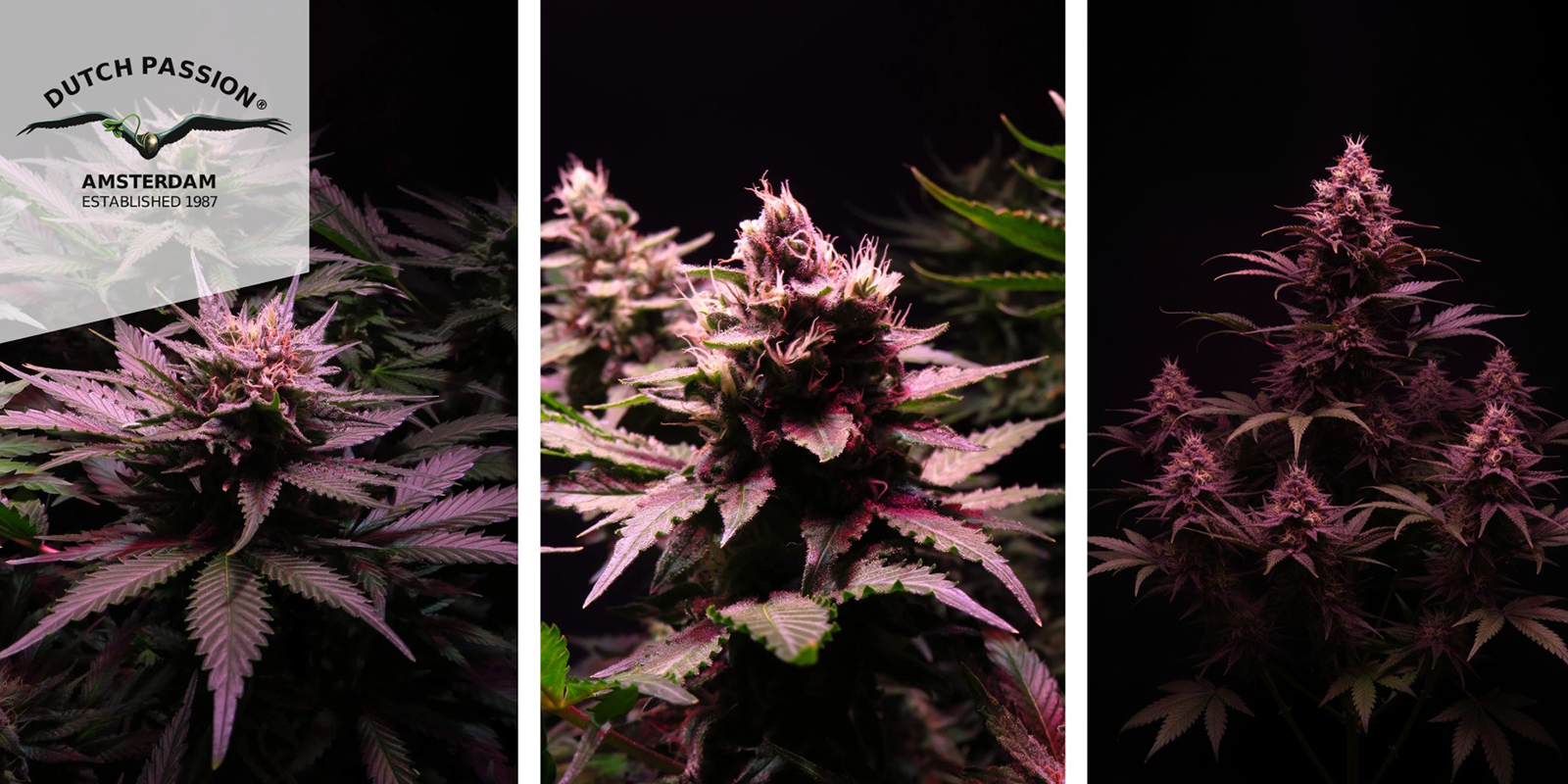 3. Shaman (Dutch Passion) femminizzata