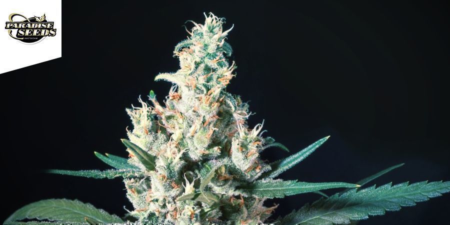 L.A. Amnesia (Paradise SeedS)