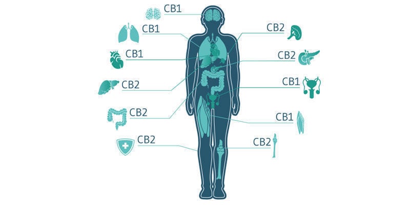 I Prodotti per Uso Topico Contenenti Cannabis Sono Davvero Efficaci?