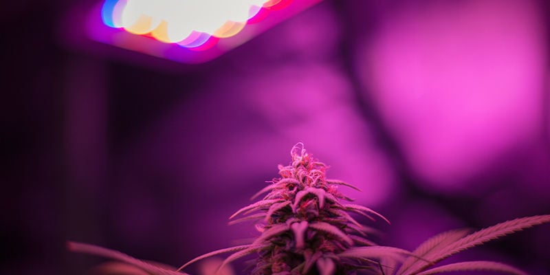 Coltivare cannabis con lampade a LED
