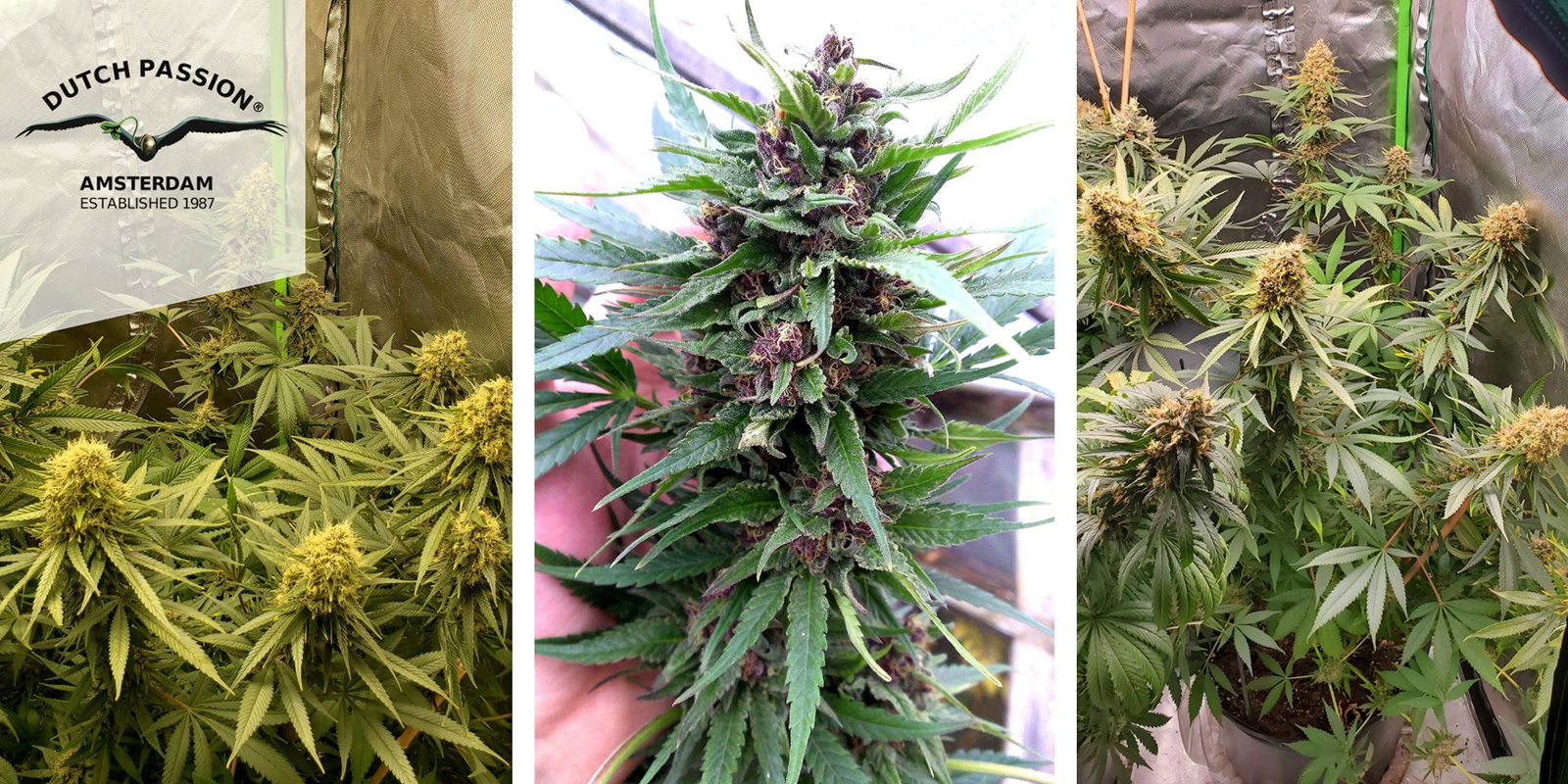 Frisian Dew (Dutch Passion) femminizzata