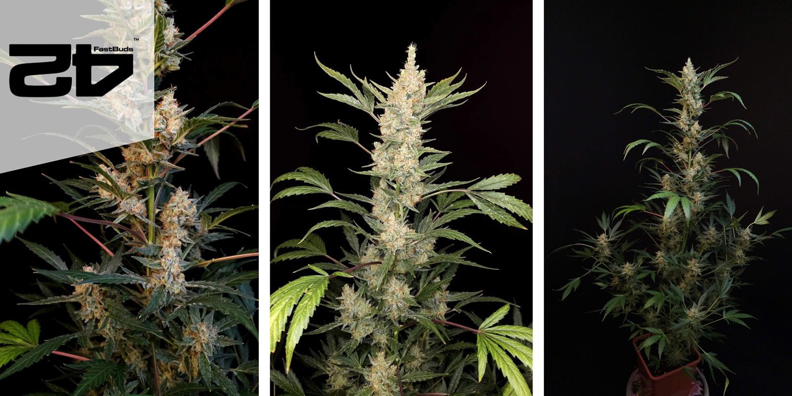 Green Crack Auto (FastBuds) femminizzata